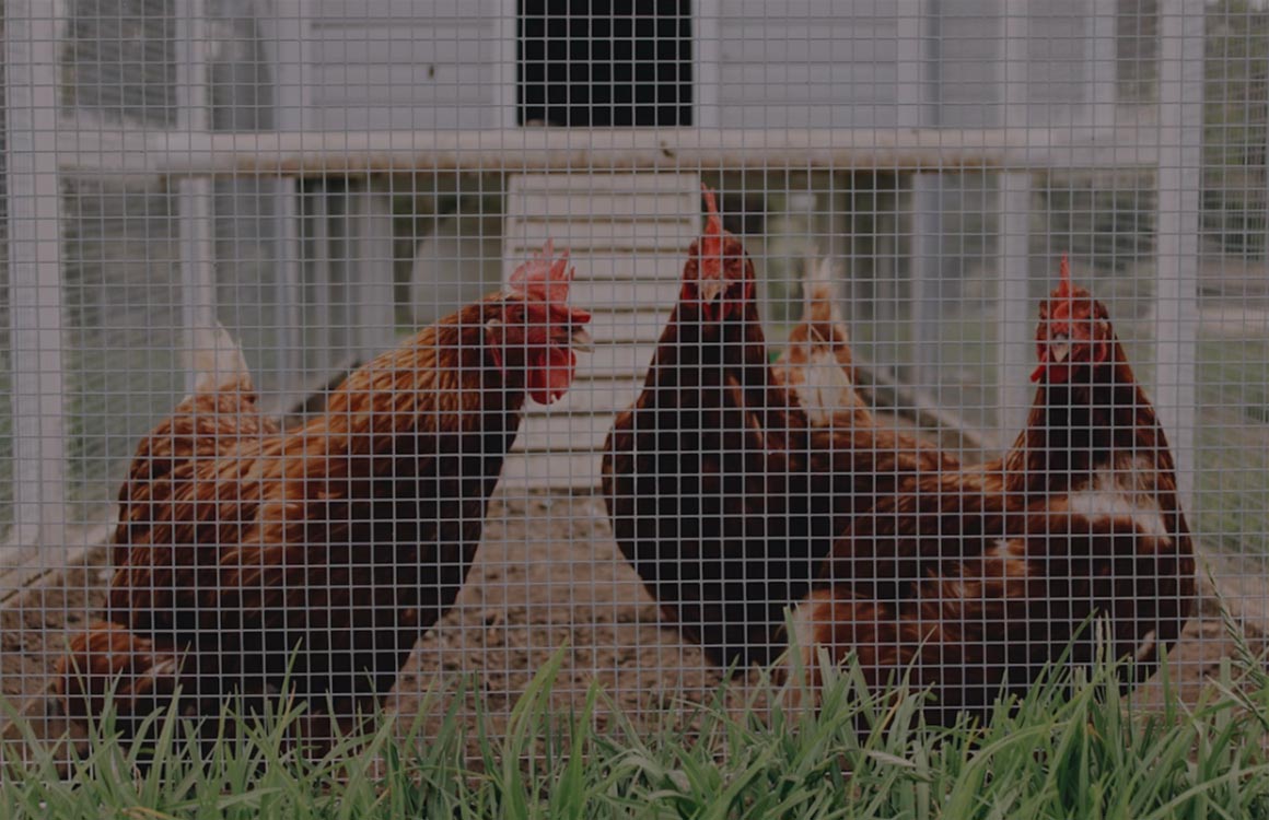 Livestock and Pets