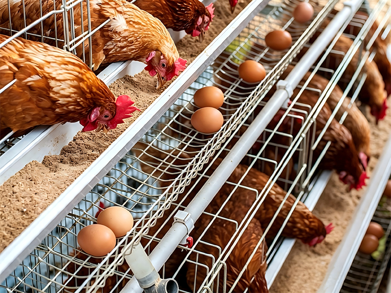 Chicken-Cage-Mesh
